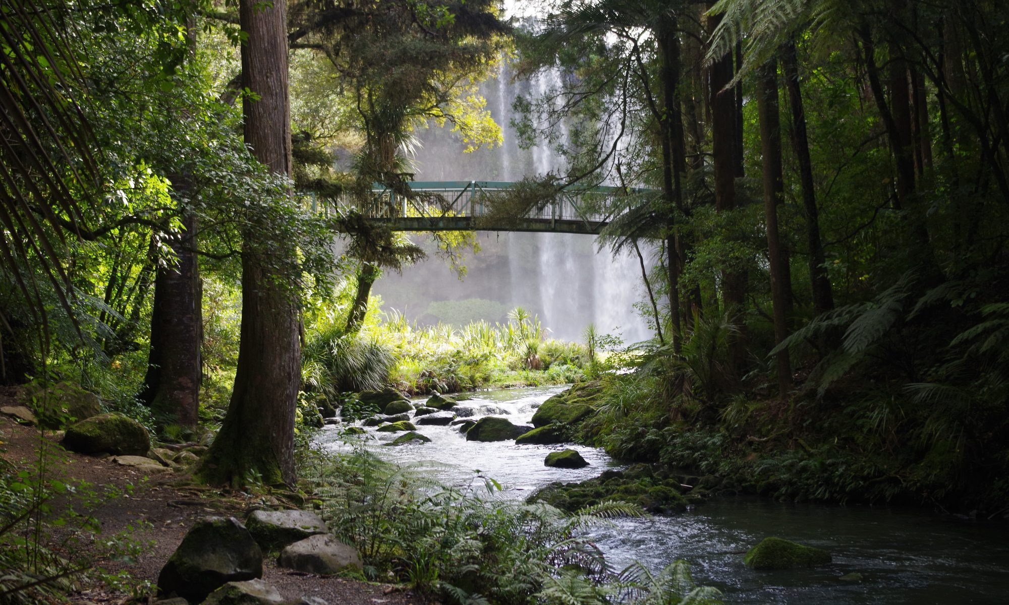 Forest with river and bridge