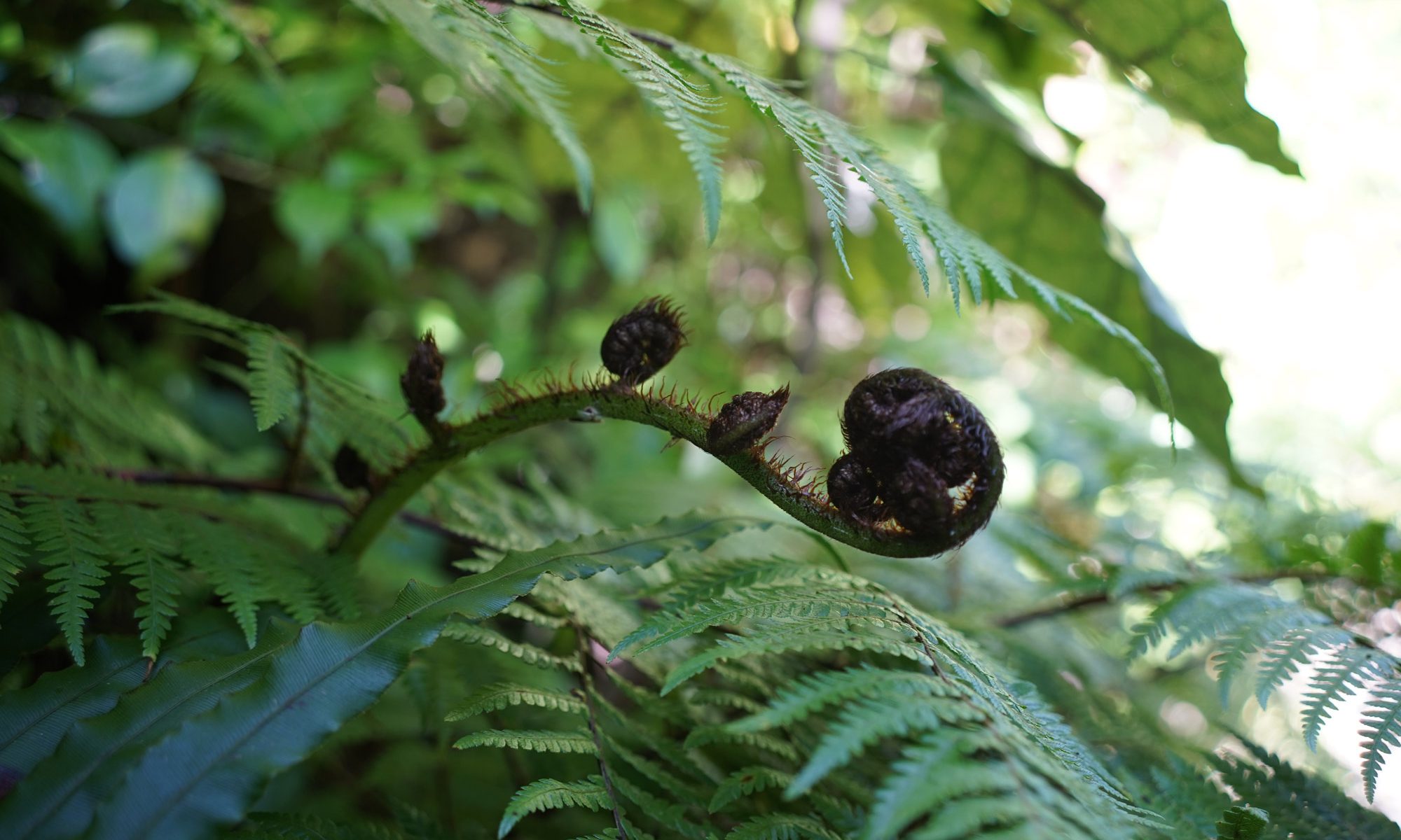 Koru unfurling