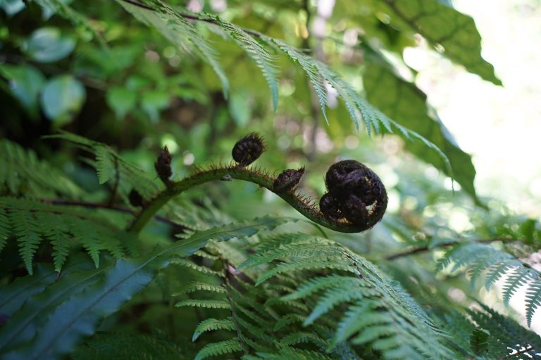Koru unfurling