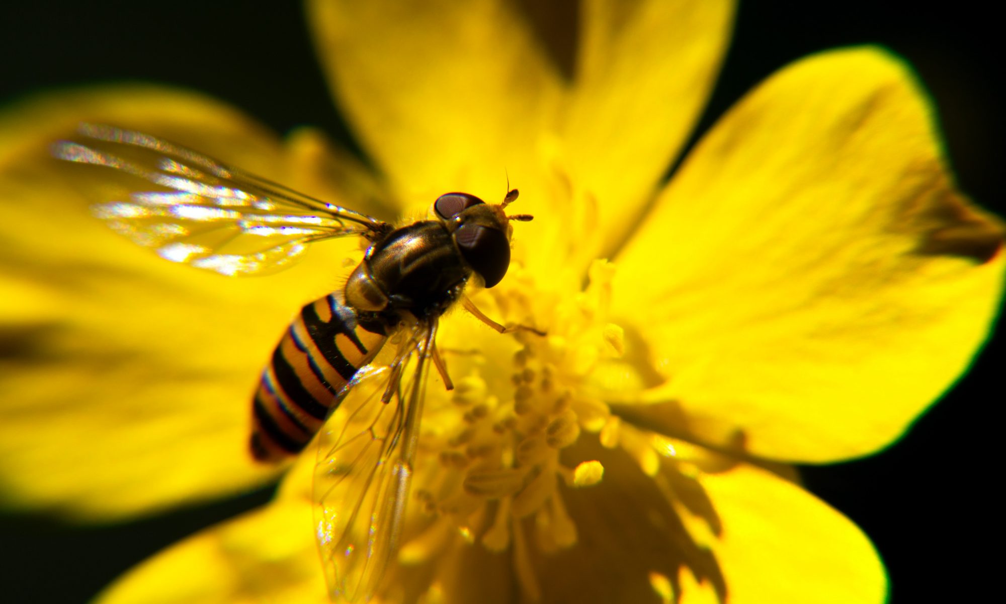 A bee in a yellow flower